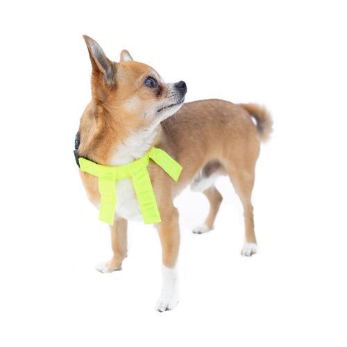 Reflexhalsband med Flärpar - 52-62 cm