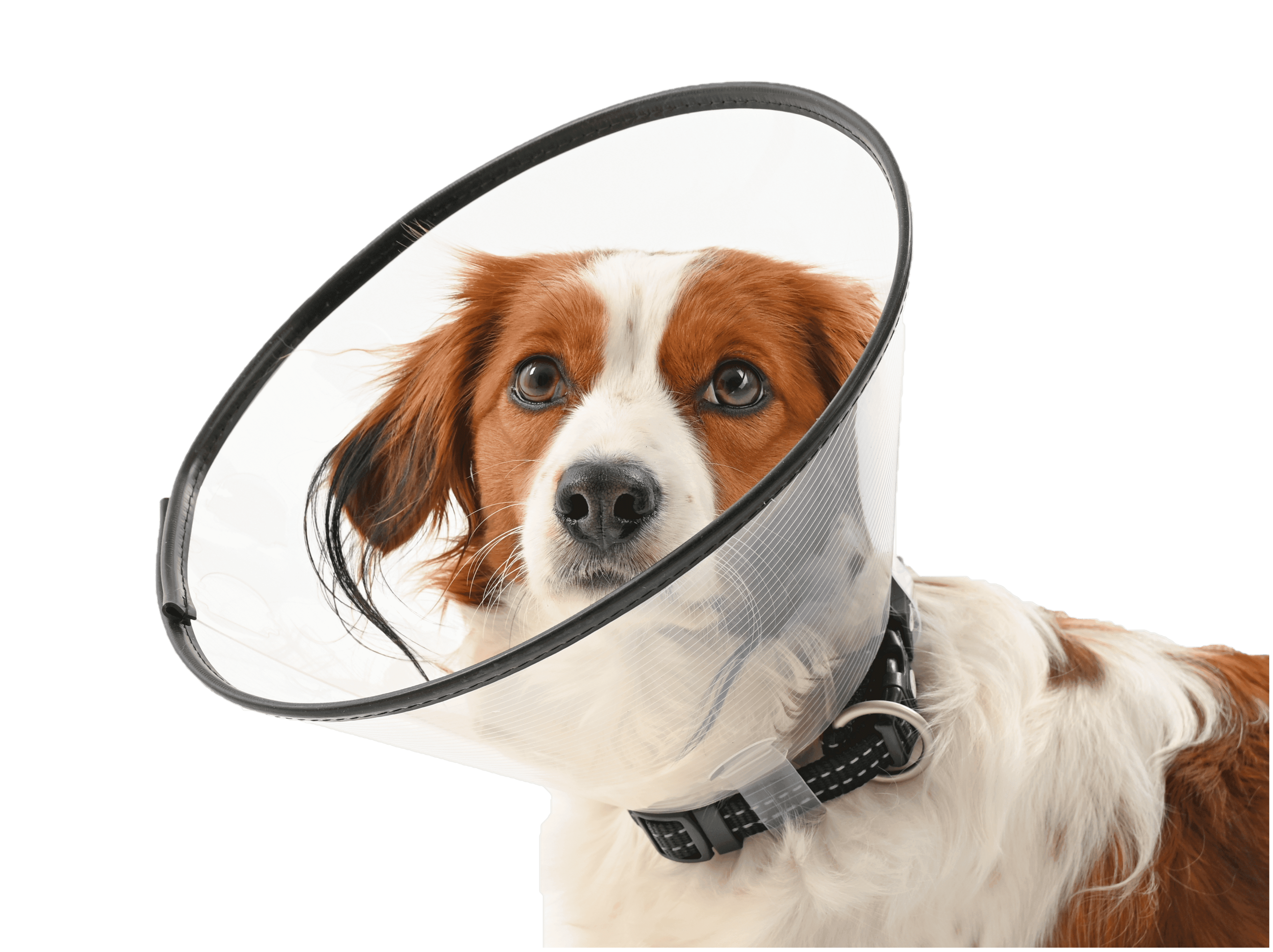 Comfort Collar 25 cm