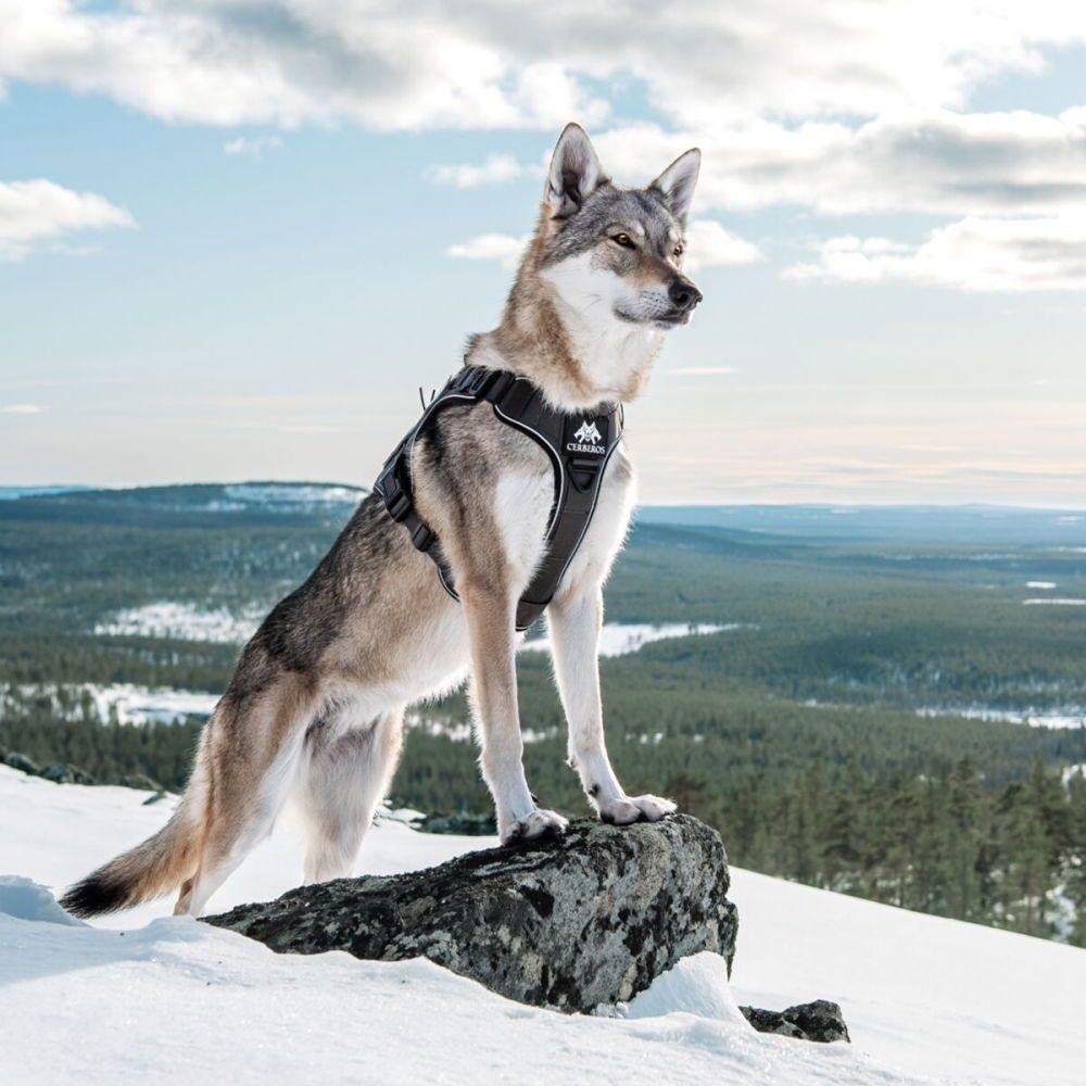 Cerberos Tactical Hundsele Svart (L)