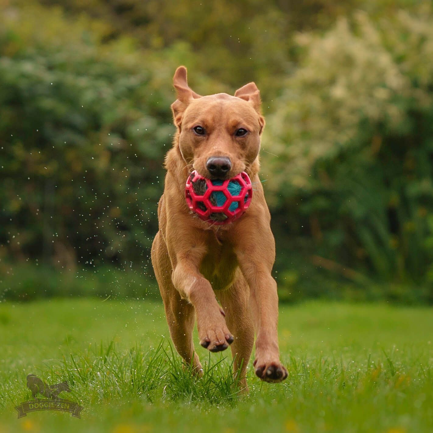 Doggie-Zen Älgpip till Hol-ee-leksaker (M)