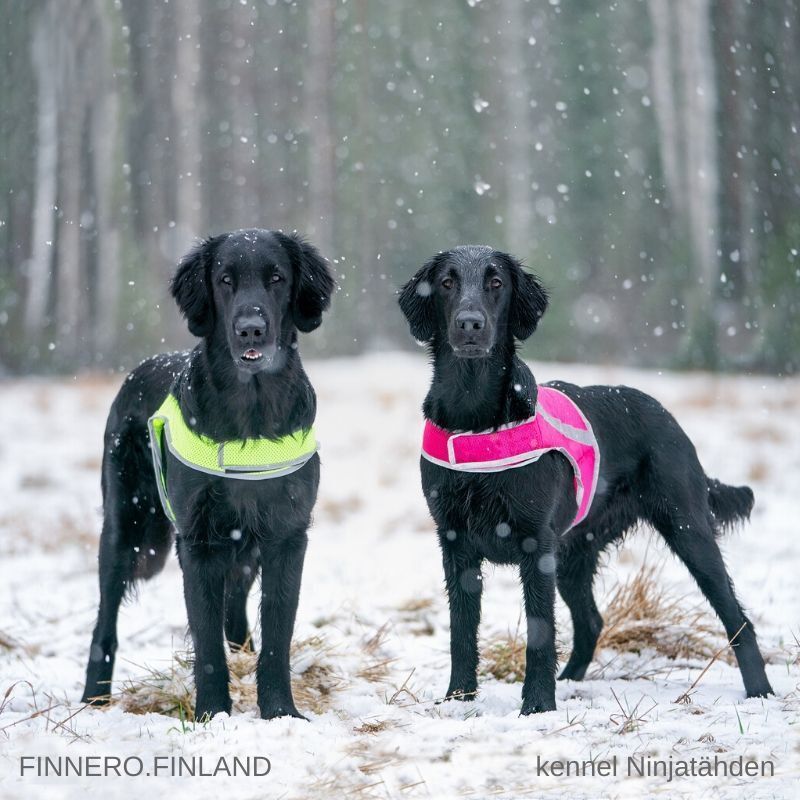 Atte Attention reflexväst till hund - Orange / L