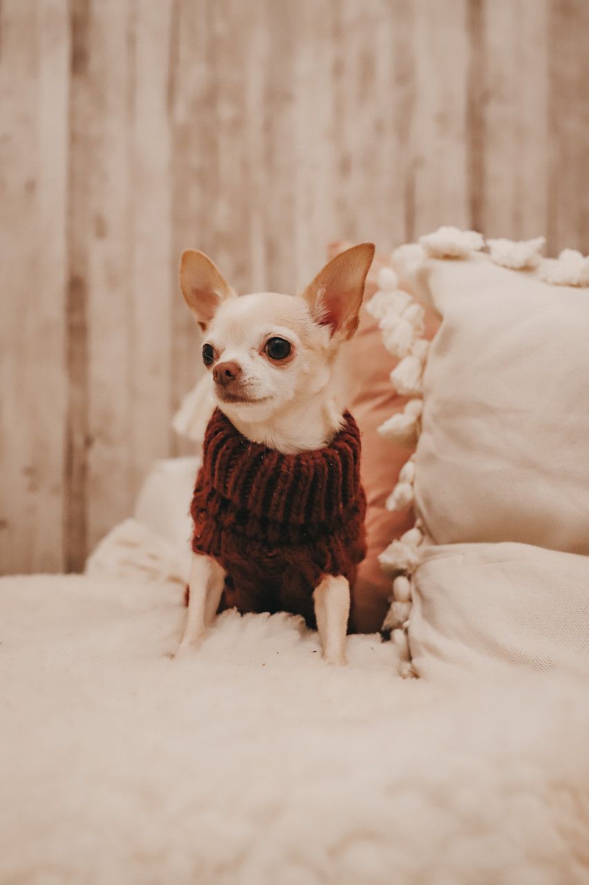 Handstickad tröja för hund, Vinröd - 45 Vinröd