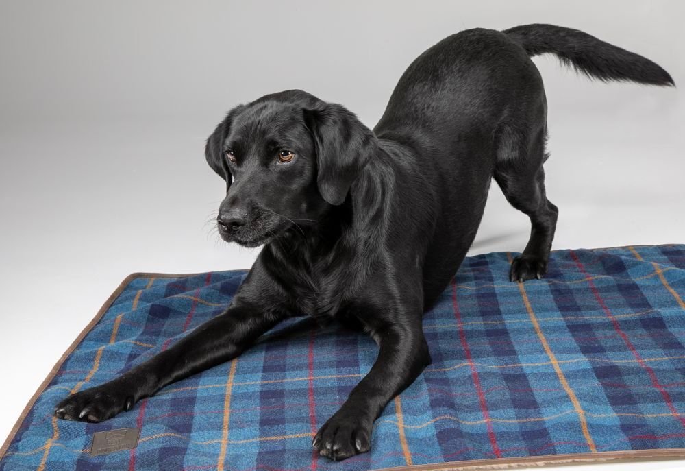 Digby & Fox Tweed Hundfilt 80x100 cm - Navy