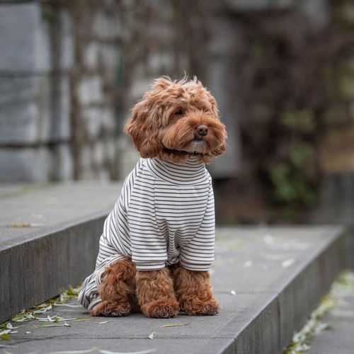 51 Degrees North Sweet Dreams Hundpyjamas Randig Grå/Vit (32 cm)