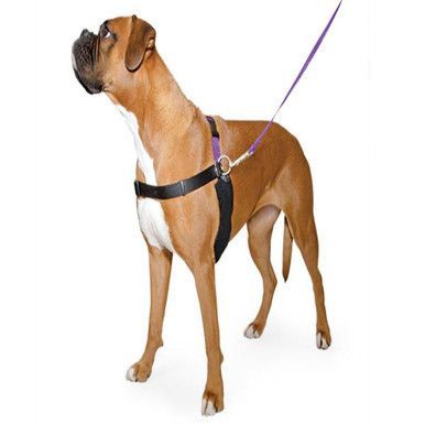 Gå fint - sele och DVD - Sele + DVD