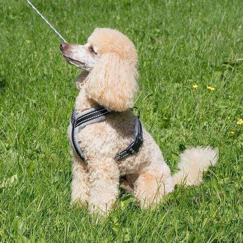 Basic Cosy Y-Sele Rök (55 cm)