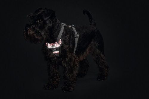 Divo Reflect Sele - Röd/grå / S