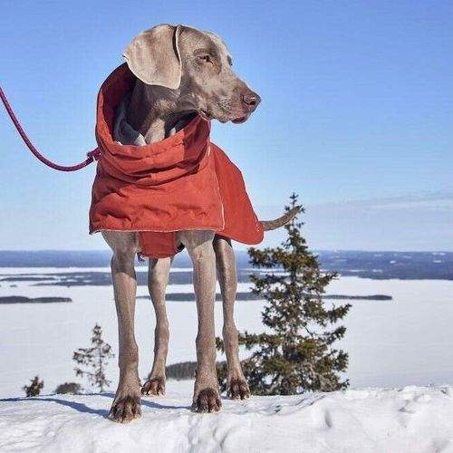 Hurtta Extreme Warmer III ECO Hundjacka Ljusbrun (40)