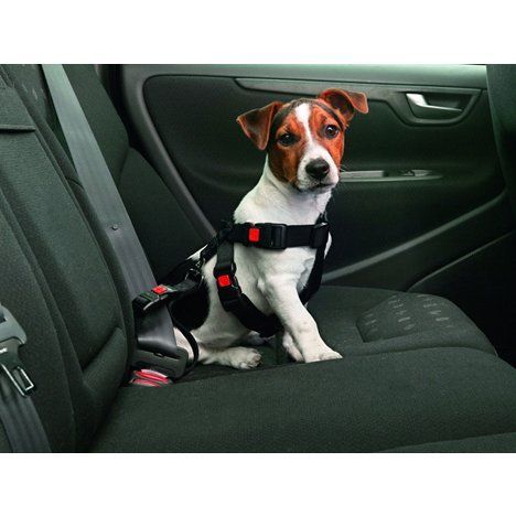 Karlie Bilsele 35-50 cm - XS/S/M (XS)