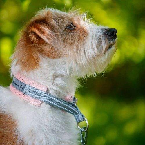 Kusse & Kutta Hundhalsband Mjuk Glitter Persika (4)