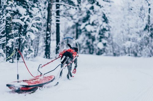 Combined Harness Hundsele till Pulka och Skidor - 5