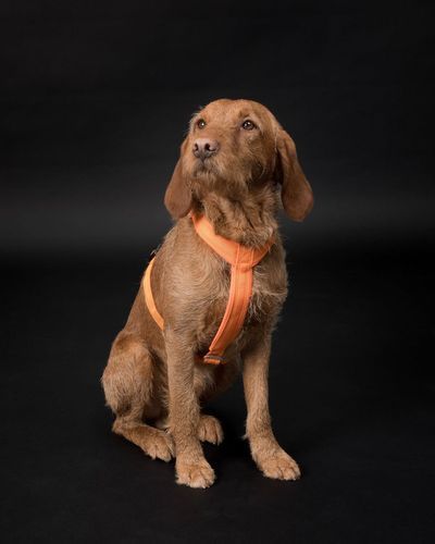 Easy Harness Reflekterande Hundsele Orange - M