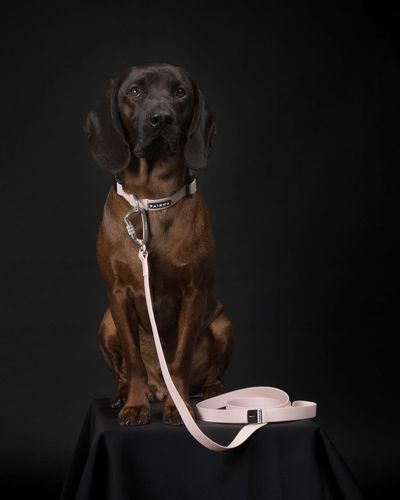 Glow Leash Självlysande Hundkoppel Pale Pink - 25 mm