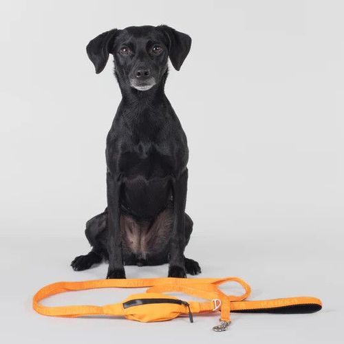 Reflekterande Hundkoppel, orange - S