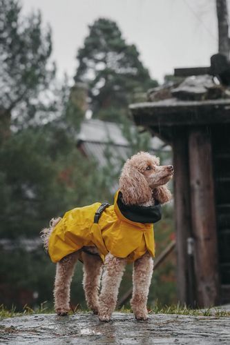 Reflekterande Regnjacka Hund, Gul - 65