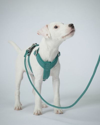 Visability Rope Leash Reflekterande Hundkoppel Emerald - 6 mm