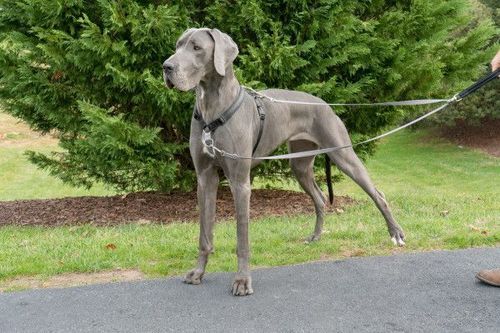 PetSafe - Silver - Antidrag koppel