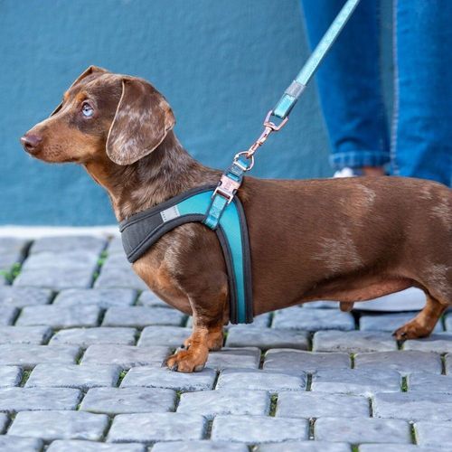 Rogz Urban Fast-Fit Hundsele Turkos (xs/s)