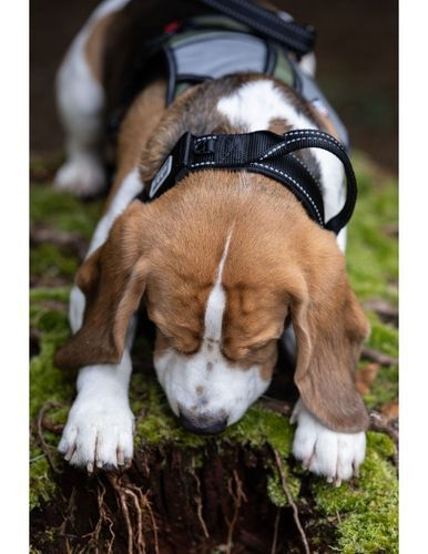 Mission Collar Hundhalsband - Svart / Small