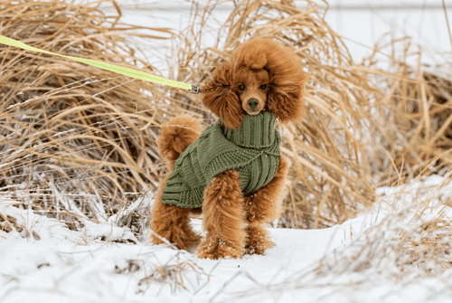 Wooly Stickad Hundtröja - XS / Antracit