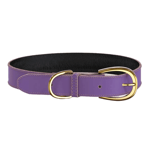 Colorful Collar Purple - Hund - Halsband - Swaggin Tails - ZOO.se