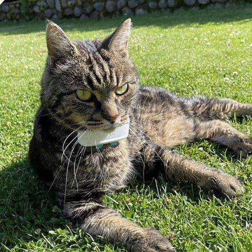 Winnes GPS-Spårare TK-911 Pro 4G