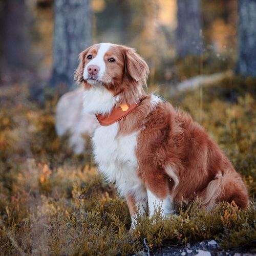 Woolly Wolf Alpha 360 Hundhalsband Terracotta/Mörkblå (L)