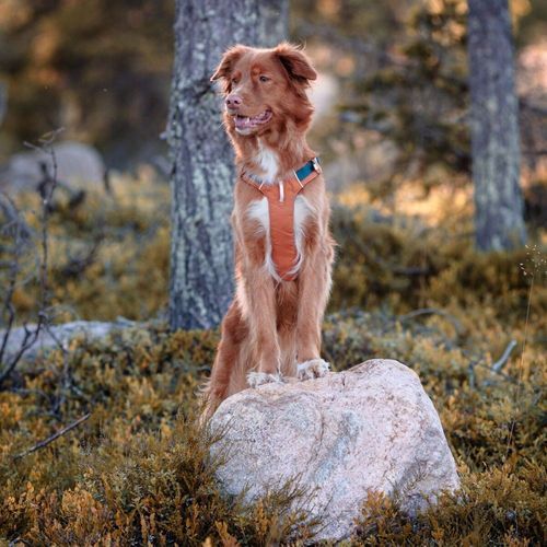 Woolly Wolf Alpha 360 Hundsele Terracotta/Mörkblå (XS)