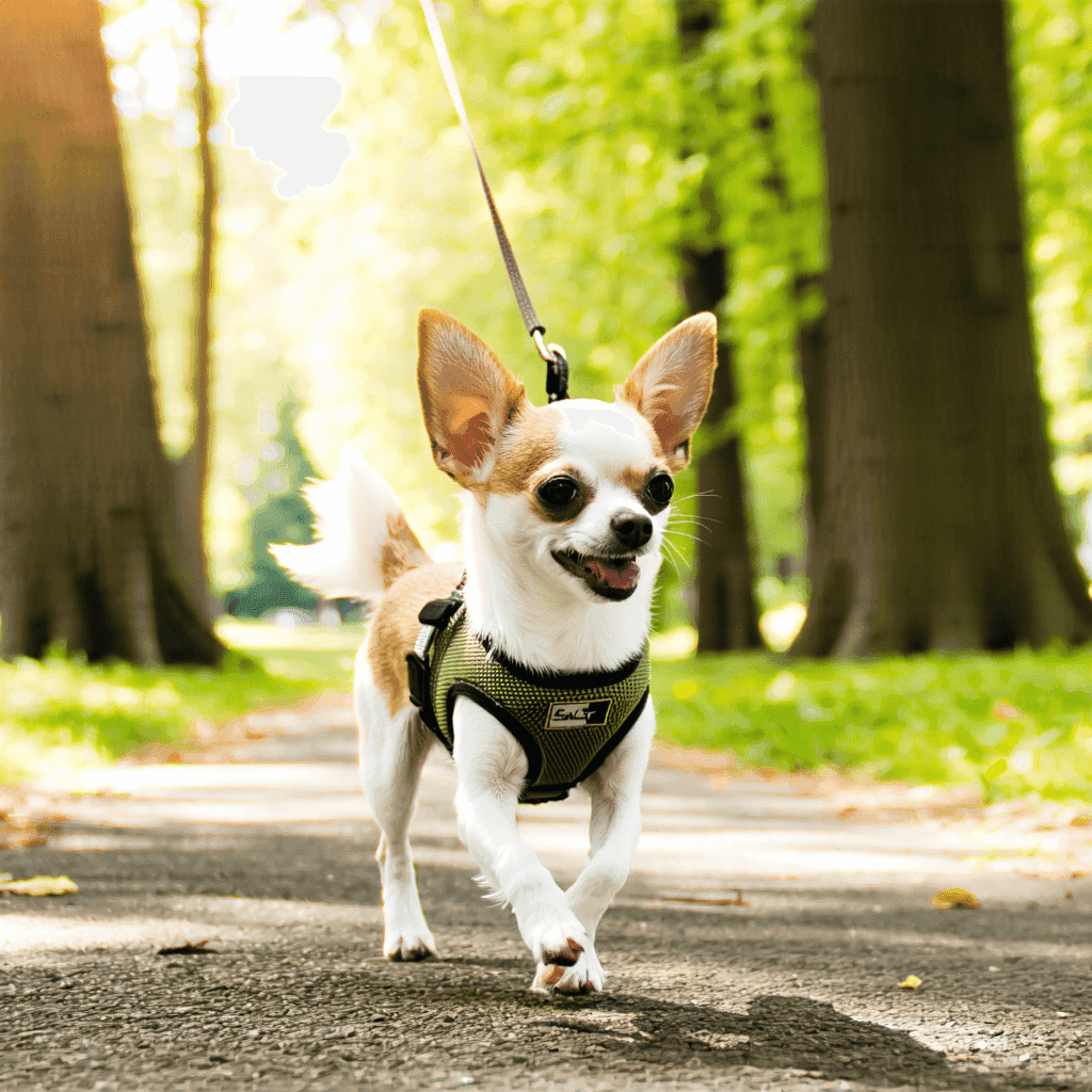 Small Chihuahua wearing a comfortable harness designed for tiny breeds, walking happily in a sunny park setting